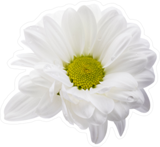 White Daisies Sticker