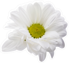 White Daisies Sticker
