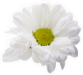 White Daisies Sticker