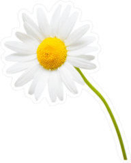 White Daisy Flower with Long Stem Sticker