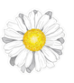 White Daisy Illustration Sticker