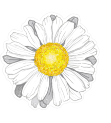 White Daisy Illustration Sticker