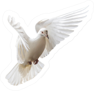 White Dove Beautifully Flies Isolated On White Sticker