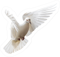 White Dove Beautifully Flies Isolated On White Sticker