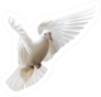 White Dove Beautifully Flies Isolated On White Sticker