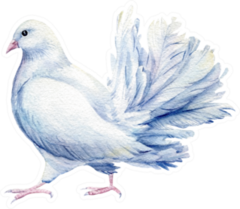 White Dove Watercolor Illustration Sticker
