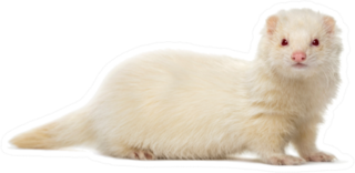 White Ferret Looking At The Camera Sticker