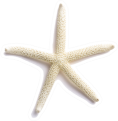 White Finger Starfish Isolated On White Sticker