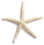 White Finger Starfish Isolated On White Sticker