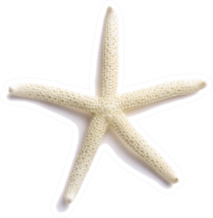 White Finger Starfish Isolated On White Sticker