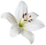 White Flower Light Lily Isolated Sticker