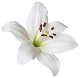 White Flower Light Lily Isolated Sticker
