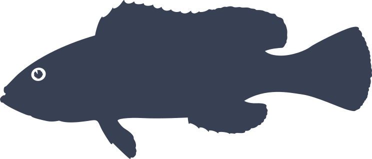 White Grouper Fish Sticker