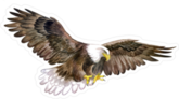 White Head Eagle In Sky Sticker