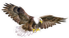 White Head Eagle In Sky Sticker
