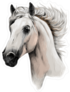 White Horse Head Profile Sticker
