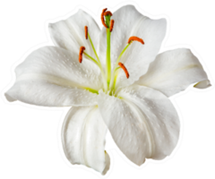 White Lily Flower Sticker