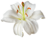White Lily Flower Sticker