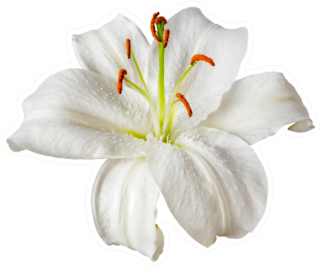 White Lily Flower Sticker