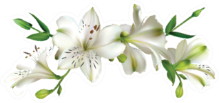White Lily  Flowers On A Branch Sticker