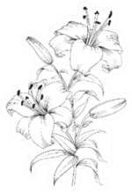 White Lily Isolated Sketch Sticker