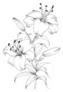 White Lily Isolated Sketch Sticker