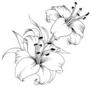 White Lily Sketch Sticker