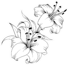 White Lily Sketch Sticker