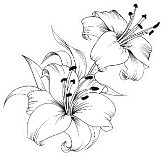 White Lily Sketch Sticker