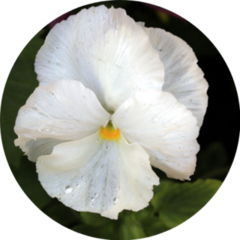 White Pansy With Water Droplets Sticker