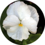 White Pansy With Water Droplets Sticker
