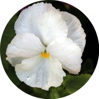 White Pansy With Water Droplets Sticker