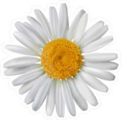 White Petal Chamomile Flower Sticker