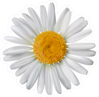White Petal Chamomile Flower Sticker