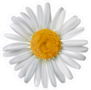White Petal Chamomile Flower Sticker