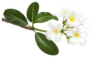 White Plumeria Flowers And Leaves On Branch Sticker