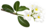 White Plumeria Flowers And Leaves On Branch Sticker