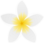 White Plumeria Up Close Sticker