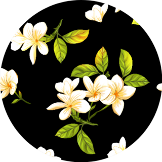 White Plumerias On Black Background Pattern Sticker