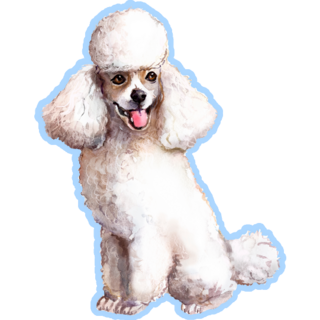 White Poodle Blue Sticker