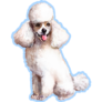 White Poodle Blue Sticker