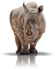 White Rhino On Shadow Sticker