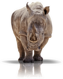 White Rhino On Shadow Sticker