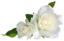 White Rose Flowers Isolated On White Sticker