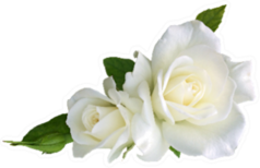 White Rose Flowers Isolated On White Sticker