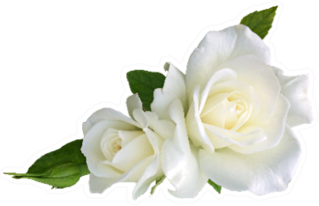 White Rose Flowers Isolated On White Sticker