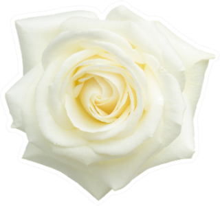 White Rose Isolated On White Sticker