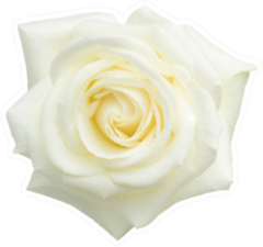 White Rose Isolated On White Sticker
