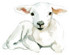 White Sheep Baby Lamb Laying Watercolor Sticker