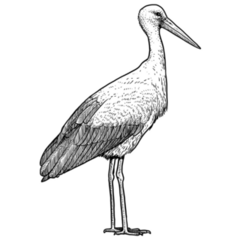 White Stork Illustration Sticker